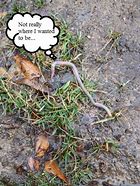 the smallest worm will turn, being trodden on